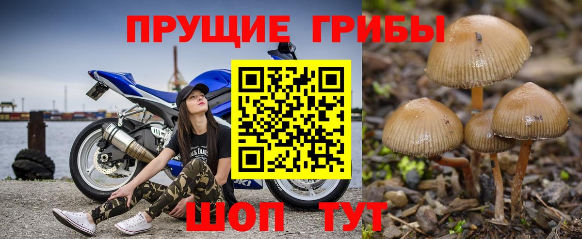 Псилоцибиновые грибы GOLDEN TEACHER  Вход с VPN  Шебекино 